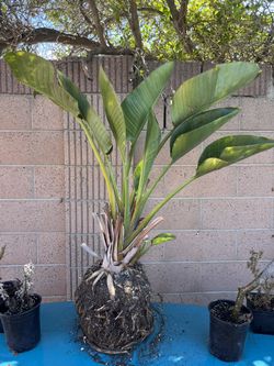 Bird Of Paradise 