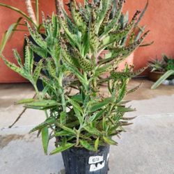 Kalanchoe Mother Of Thousand Suculent Plant Medesinal