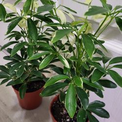 🌿Healthy Live Air Purifying Houseplant Variegated Moondrop Umbrella Plant 13" Tall In Pot 4" ~ $12/ea