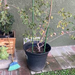Tree For Sale