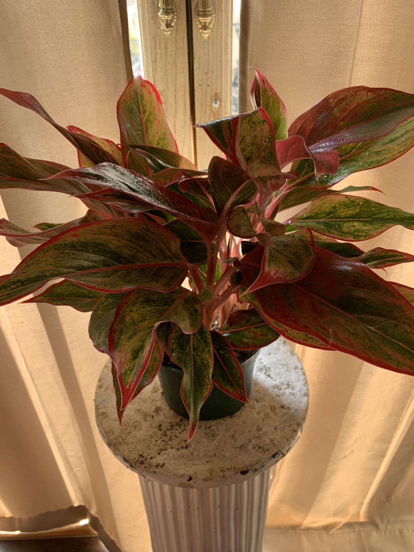Live interior plant- Chinese evergreen plant Red Aglaonema