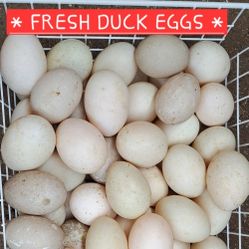 ⭐️FRESH🦆EGGS⭐️