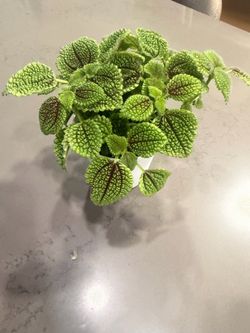 Indoor plant