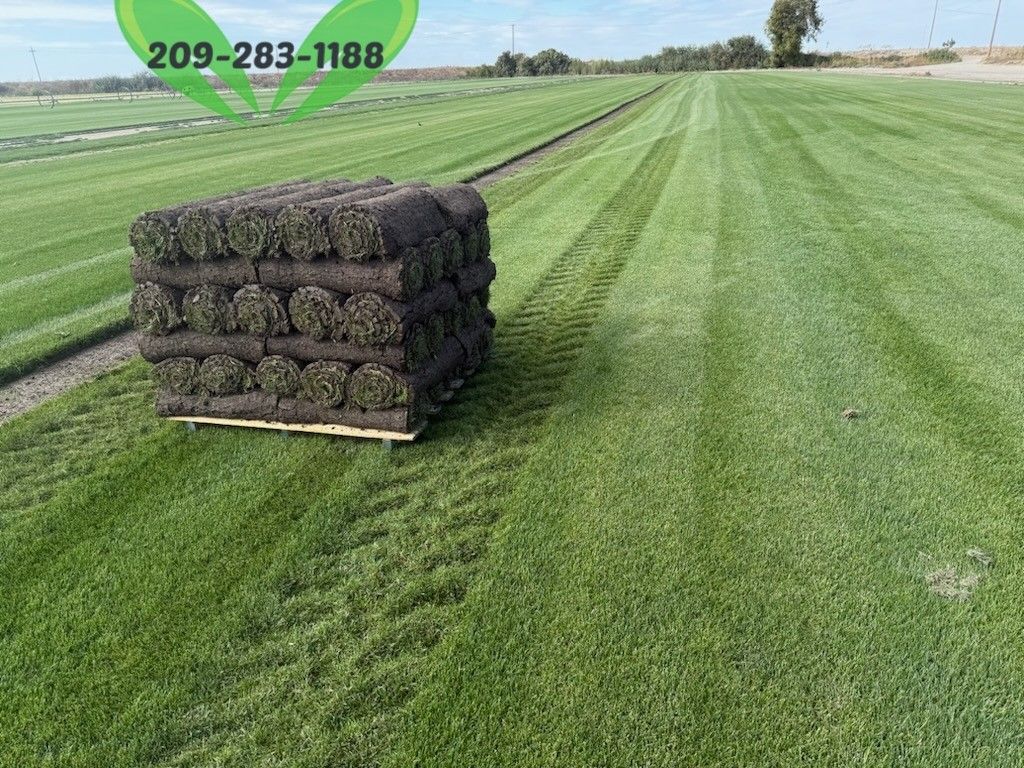 Best QUALITY Sod 