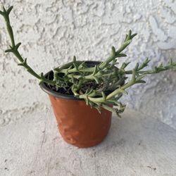 4 Inch Pot Succulent Plant - Ruschia Uncinata  -  Doringvygie - Rooted & Established - Drought Resistant 🪴 