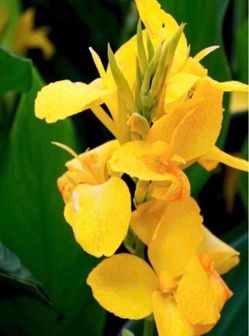 Canna Lilies Platanillo