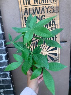 Pachira o money tree plants