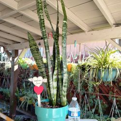 Regalo San Valentín