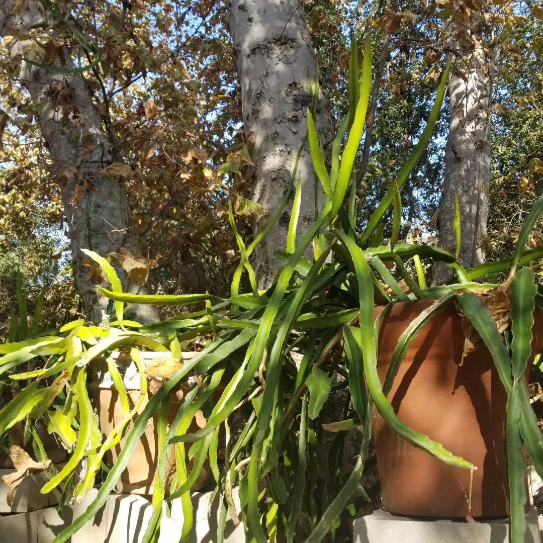 Dragon fruit Cuttings