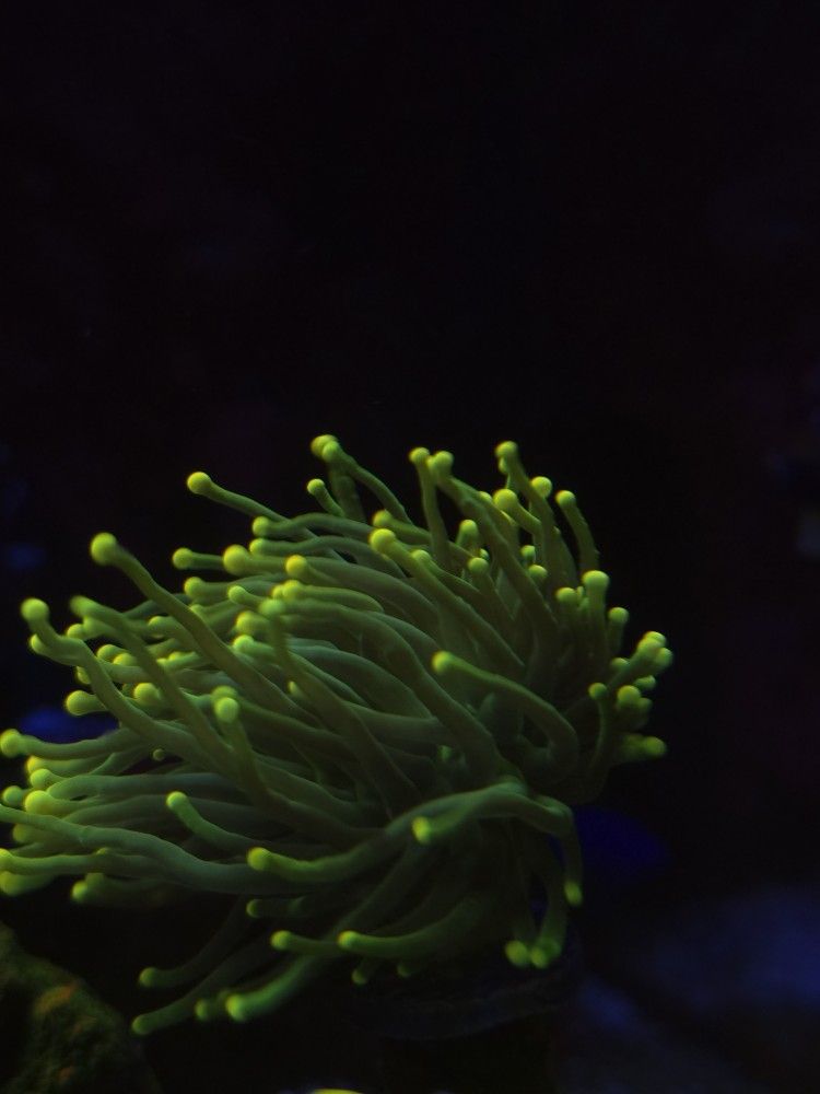 Fake Torch Coral