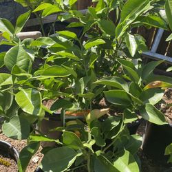 Fruit Trees 