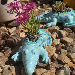 🐊 🩵 Crocodile Planter - Succulent Plants Included!! 🪴 