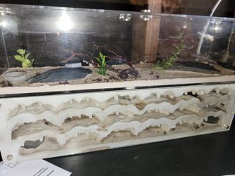 Formicarium For Ants