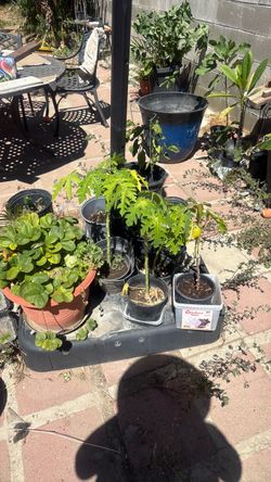 Hawaiian Papaya tree