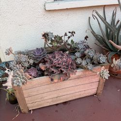 Succulent Planter Box – Mature Plants Included 🌵✨