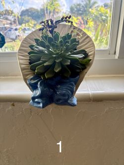 Various House Plants 🪴 