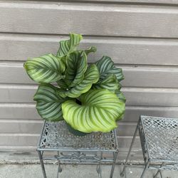 6” Calathea Orbifolia 