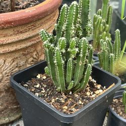 Fairy Castle Cactus 