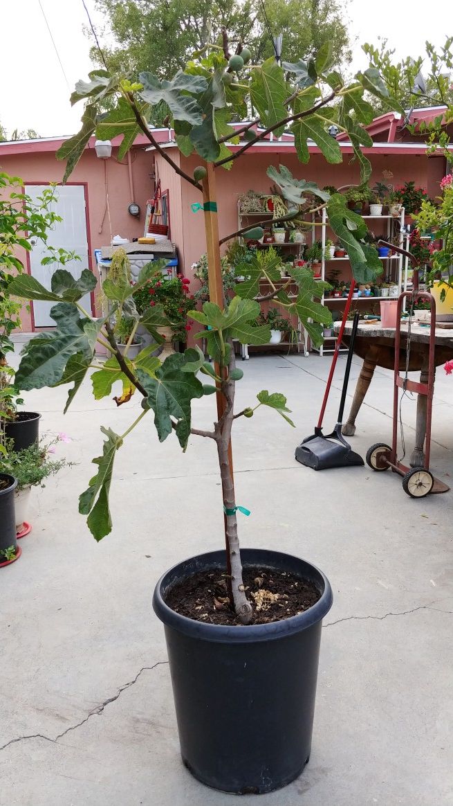 Fig tree with fruit/Arbor de igo