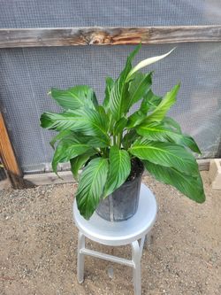 Peace Lily Plant 10" Nursery Pot