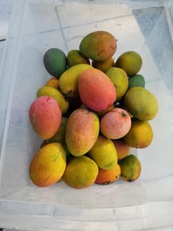 Mangoes