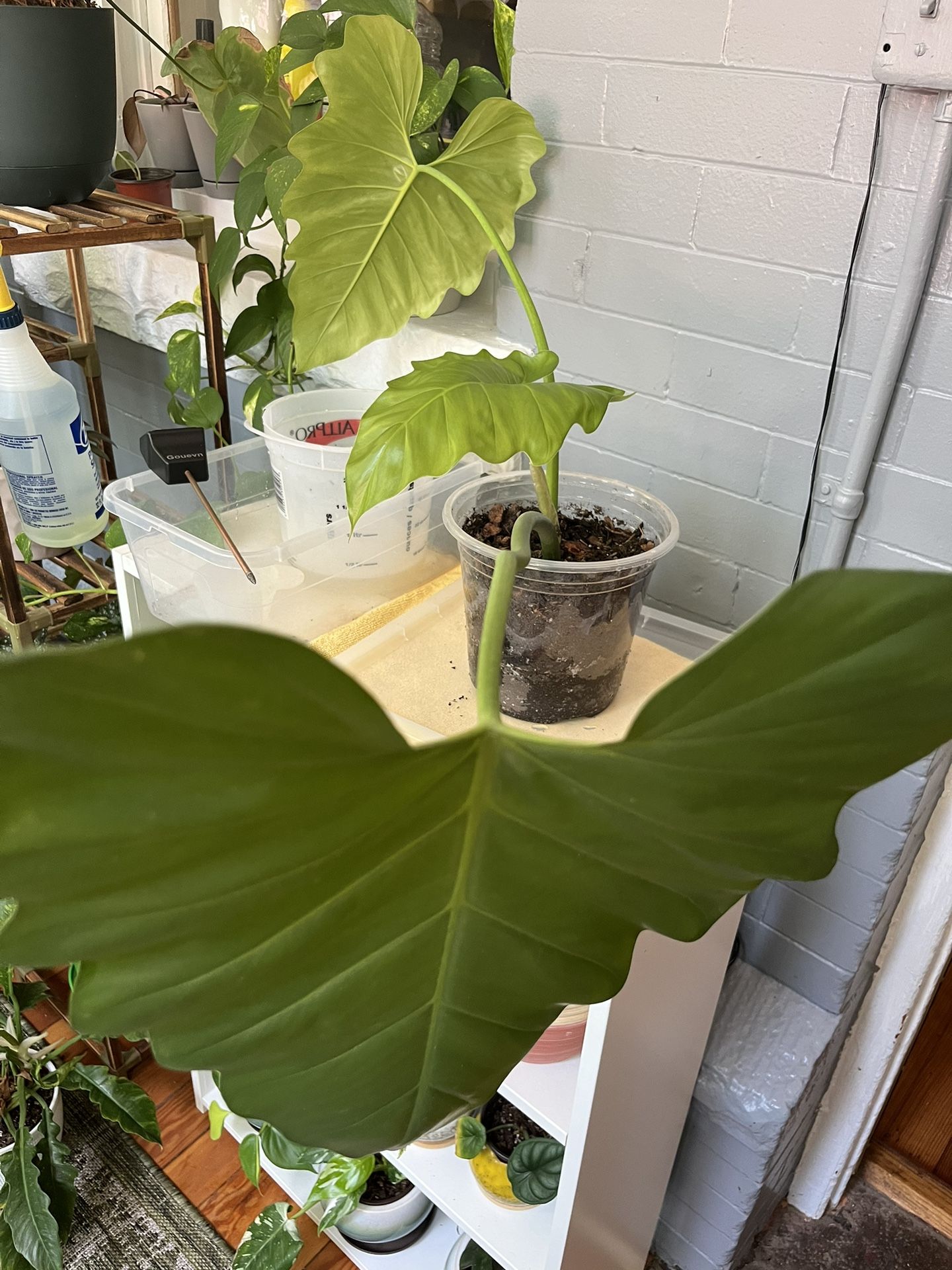 Philodendron Giganteum