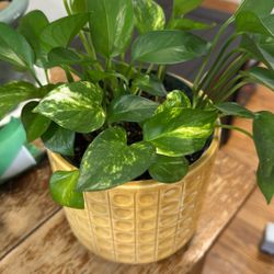 Pothos Variegated And Green Leaves