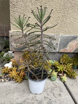 KALANCHOE TUBIFLORA
