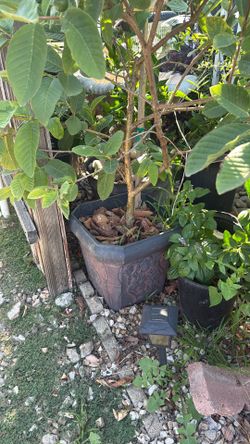 Chinese Big Fruit Guava Plant