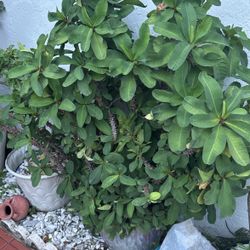 Plants 