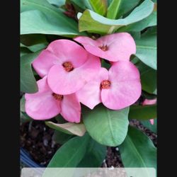 Coronas de cristo plantas/Crown Of Thorns Plants 🪴 