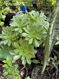 Arbolito De Suculenta