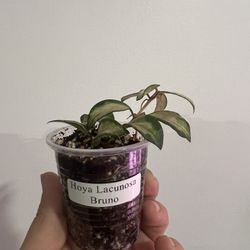 Hoya Lacunosa Bruno