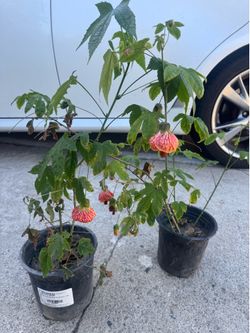 Chinese latern flower
