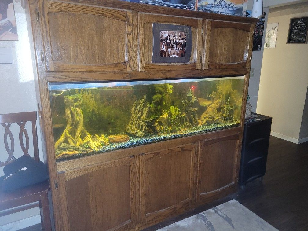 BIG Fish Tank