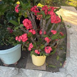 Large Crown Of Thorns / Corona De Cristo 