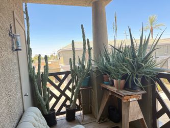 2 Totem Pole Cacti