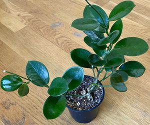 Non-Toxic Hoya Australis Plant / V-Day Sale ❤️/ Free Delivery Available  Thumbnail