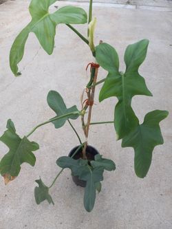 Nice Plant vine indoor 15.00dlls
