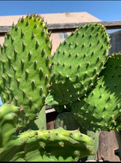 Nopales Tiernos. Cactus Pads. 35 For $15 