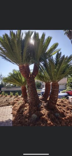 Trees / Bushes Trimmer 