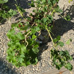 Geraniums Plants 