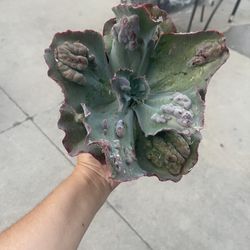 6” Echeveria Etna 