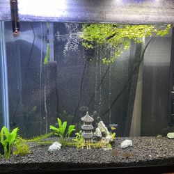 75g Tank And Everything Included 