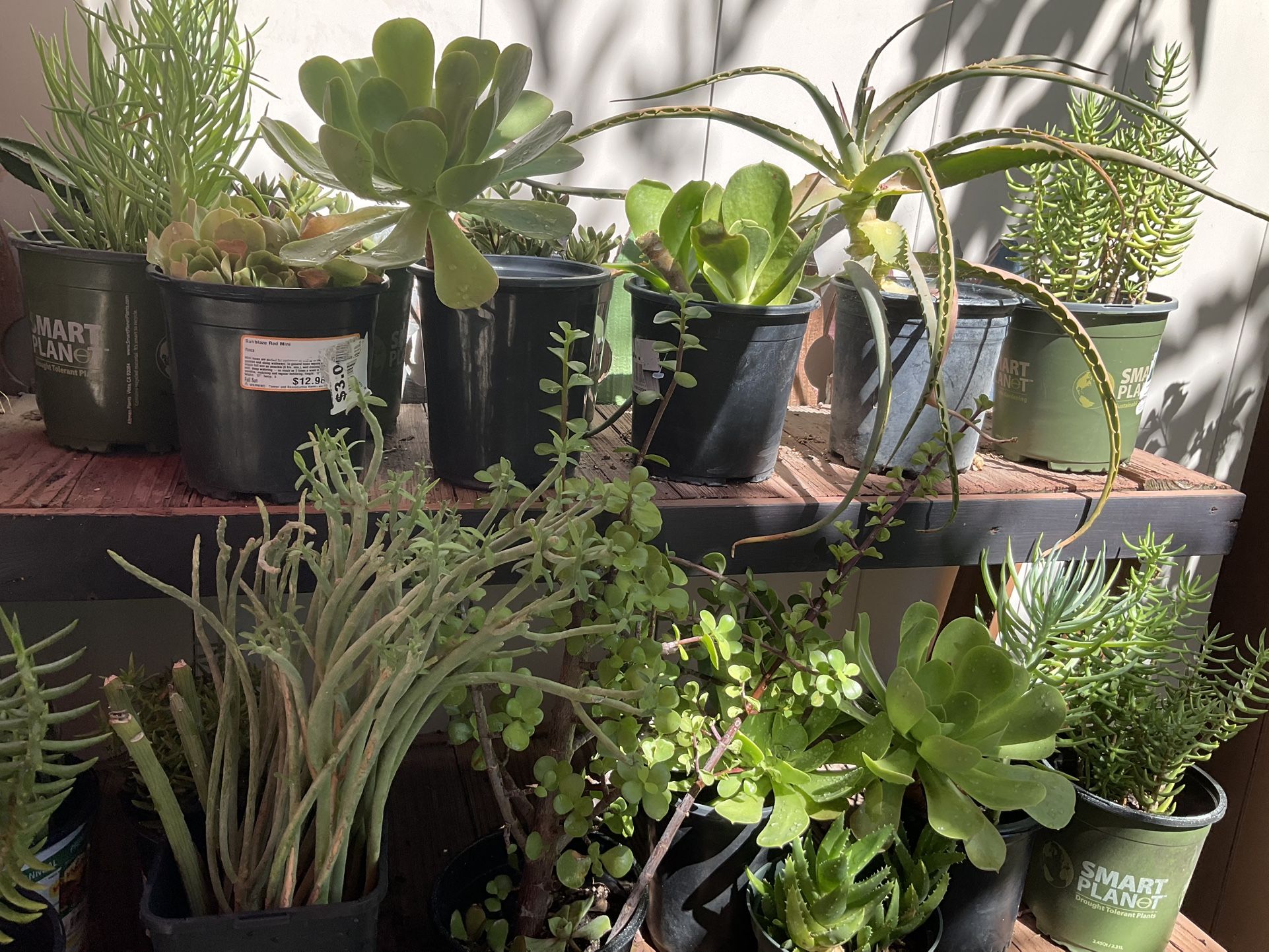 Plants Succulents Sale