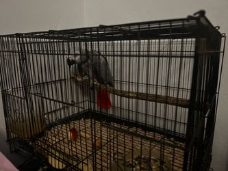 Bird Cage