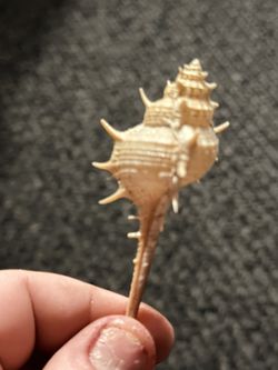Very Rare Shell 