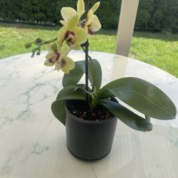 Yellow Orchid (In Door Life Plant)
