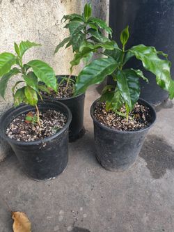 Plantas de cafe