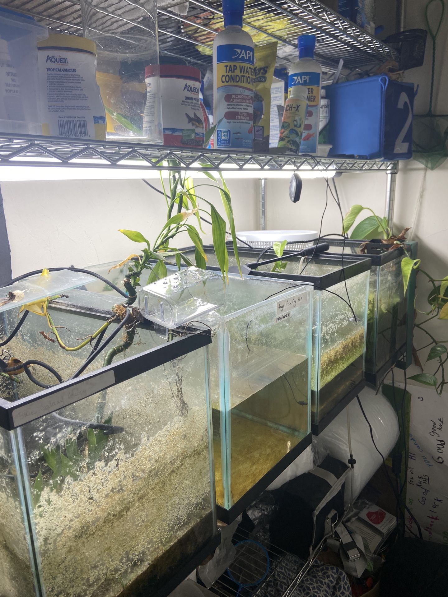 10 Gallon Tanks For Sale